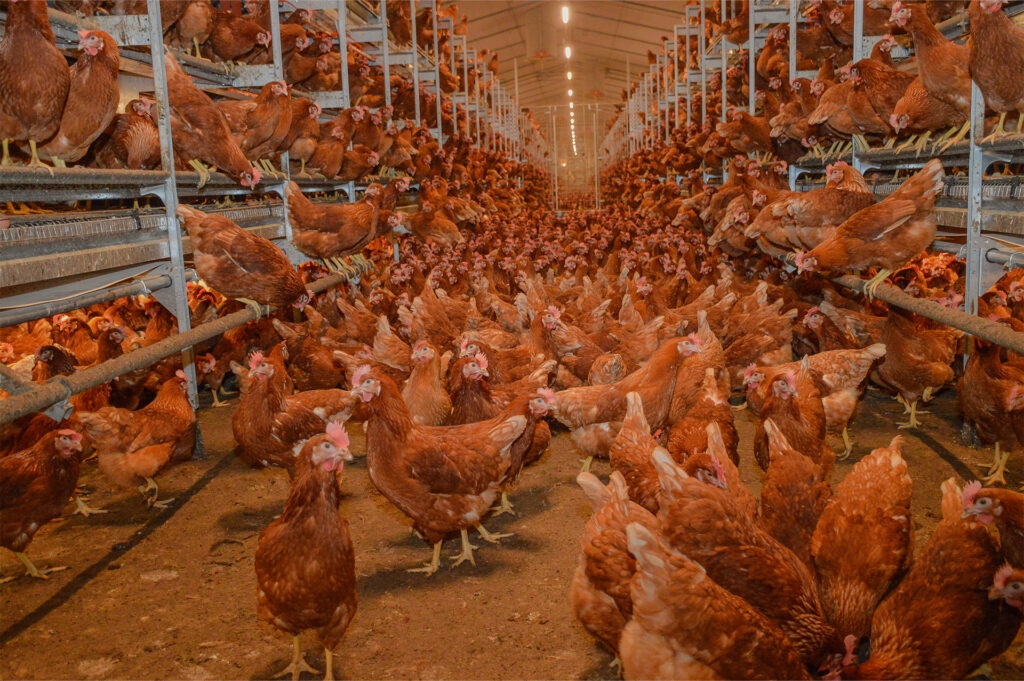 Le bâtiment de 2 400m2 accueille 36 000 poules pondeuses réparties sur quatre parcs. Les volières permettent aux poules d’évoluer sur trois étages. Le système de ventilation dynamique apporte une ambiance homogène sur l’ensemble du bâtiment avec une température à 22°C et une hygrométrie à 60%.